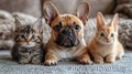 Three pets (dog, two kittens) on a couch Royalty Free Stock Photo