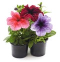 Three petunias in pots Royalty Free Stock Photo