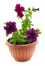 Three petunias in pots Royalty Free Stock Photo