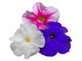 Three petunias. Royalty Free Stock Photo