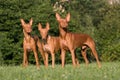 Three Pharaoh Hound dogs