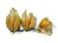 Three physalis Royalty Free Stock Photo