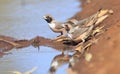 Pictoral finches drinking at outback waterhole