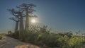 Three picturesque baobabs grow on the side of a dirt road. Royalty Free Stock Photo