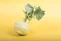 Three pieces of kohlrabi vegetable isolated on yellow simple background with copy space Royalty Free Stock Photo