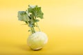 Three pieces of kohlrabi vegetable isolated on yellow simple background with copy space Royalty Free Stock Photo