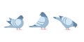 Three Pigeon cartoon icon. Clipart image