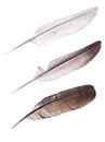 Three pigeon feathers on white