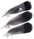 Three pigeon feathers Royalty Free Stock Photo