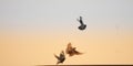 Three pigeon flying