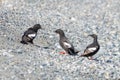 Three pigeon guillemot cepphus columba birds on rocky beach