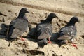 Three pigeon on wall