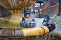 Three pigeons bathe in the city fountain Royalty Free Stock Photo