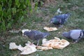 Three pigeons eating bread on a lawn