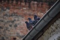 Three Pigeons on the roof Royalty Free Stock Photo