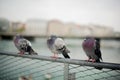 Three pigeons sit on the fence