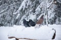 Three pigeons sit on a snowcovered bench in winter park