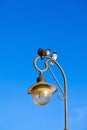 Three pigeons sitting on the lamp