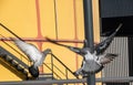 Three pigeons taking off in a city