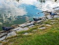 Three pigeons walking on stones near lake in park