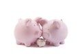 Three piggy banks on white background Royalty Free Stock Photo