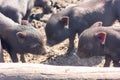 three piglets. lovely pets.