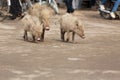 three piglets stray across a road in India Royalty Free Stock Photo