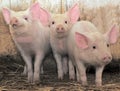 Three pigs Royalty Free Stock Photo