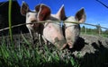Three pigs Royalty Free Stock Photo