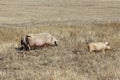 Three pigs grazing on the dry grass