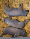 Three pigs Iberian