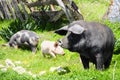 Three pigs on a meadow Royalty Free Stock Photo