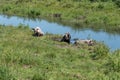Three pigs are on the shore of a small river among the green grass on a summer day Royalty Free Stock Photo