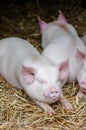 Three pigs swine sleeping resting on the straw in a farm stall Royalty Free Stock Photo