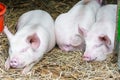 Three pigs swine sleeping resting on the straw in a farm stall Royalty Free Stock Photo