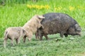 Three pigs in the wild. Mating pigs