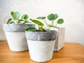 Three pilea peperomioides or pancake plant Urticaceae on a wo