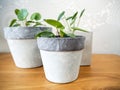 Three pilea peperomioides or pancake plant Urticaceae Royalty Free Stock Photo