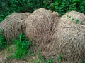 Three piles of dry hay on the edge of the rice field Royalty Free Stock Photo