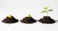 Seed germination process showing growth stages from seed to sprout on piles of soil on white background Royalty Free Stock Photo