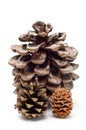 Three pine cones