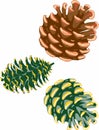 Three pine cones in different angles.