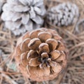 Three pine cones on the floor in autumn. Forest near Teruel, Aragon, Spain, Royalty Free Stock Photo