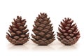 Three pine cones isolated Royalty Free Stock Photo