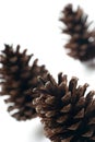 Three pine cones isolated Royalty Free Stock Photo