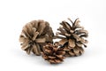 Three pine cones isolated on a white background Royalty Free Stock Photo