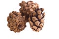 Three pine cones isolated on white background Royalty Free Stock Photo