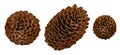 Three pine cones isolated on white background Royalty Free Stock Photo