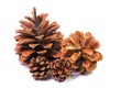 Pine cones on a white background in close-up view Royalty Free Stock Photo
