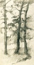 Three pine trees in the forest pencil sketch illustration